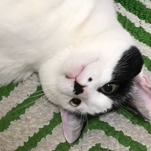 Meet your Posher, Maya